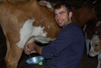 как правильно доить корову