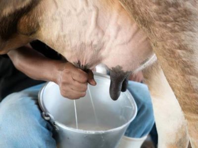 как правильно доить корову
